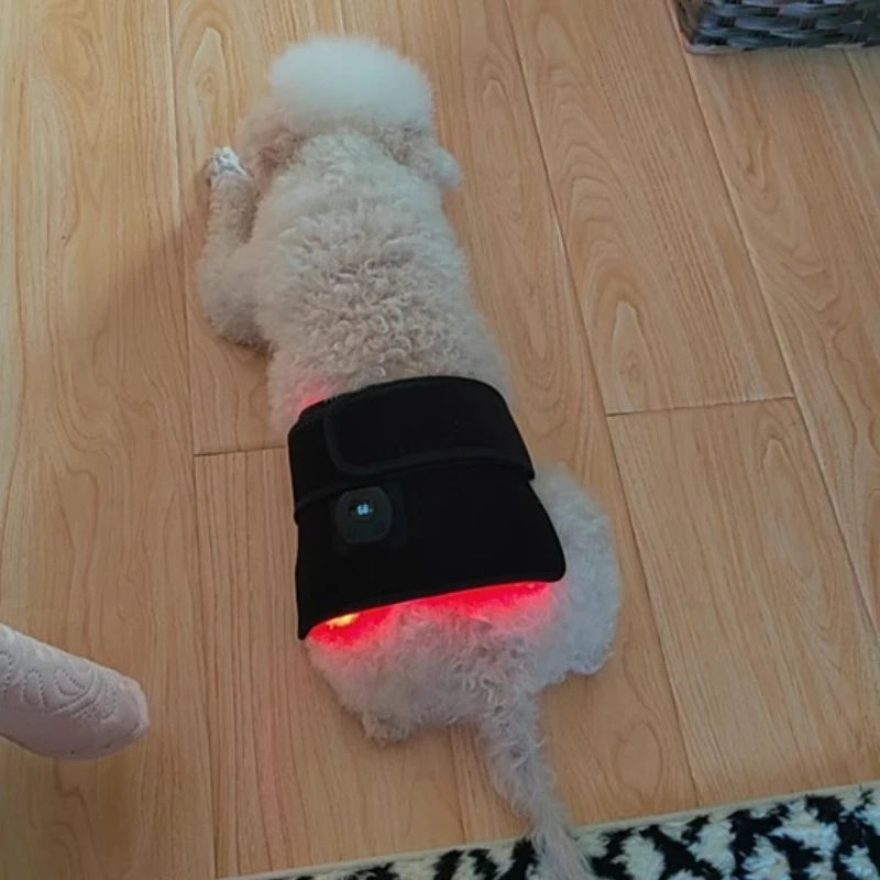Red Light Therapy for Dog & Cat 